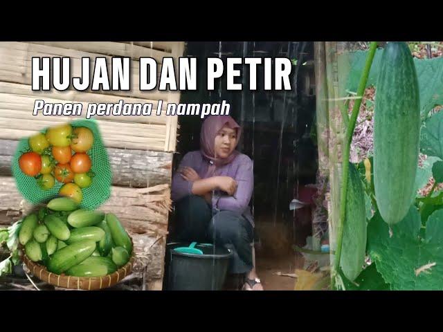 Hujan deras dan petir. Sehingga menunda kegiatan  di kebun. Panen timun dan Tomat.