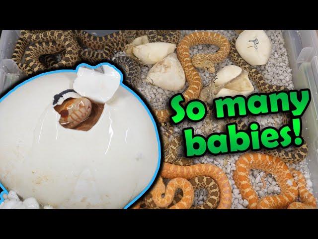 Adorable Baby Bullsnakes Hatching!