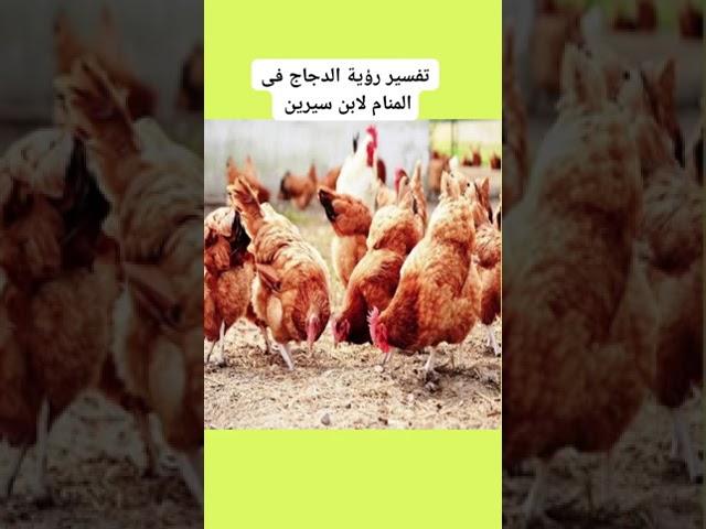 تفسير رؤية الدجاج فى المنام | رؤية طبخ الدجاج وأكله فى المنام