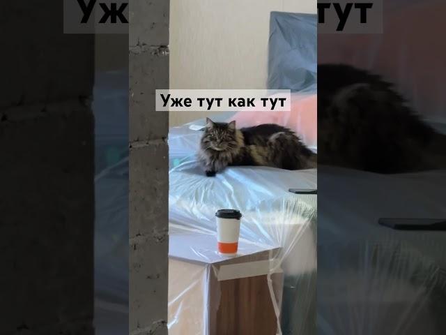Лютый технадзор, что делать? Будни электрика #электричество #ремонт  #cat