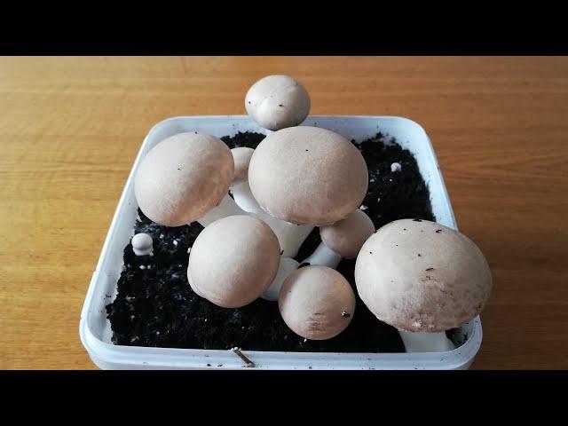 Growing Button Mushrooms yourself / Champignons selber zuchten I