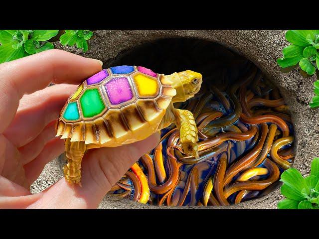 Video Catching Baby Turtles In Surprise Colorful Eggs, Guppies, Angelfish, Strange Fish In The Cave