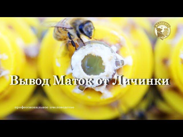 Вывод маток от личинки на нашей пасеке Часть1