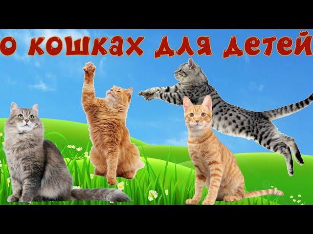 Кошки и их звуки для детей. Развивающее видео о кошках 2 часть