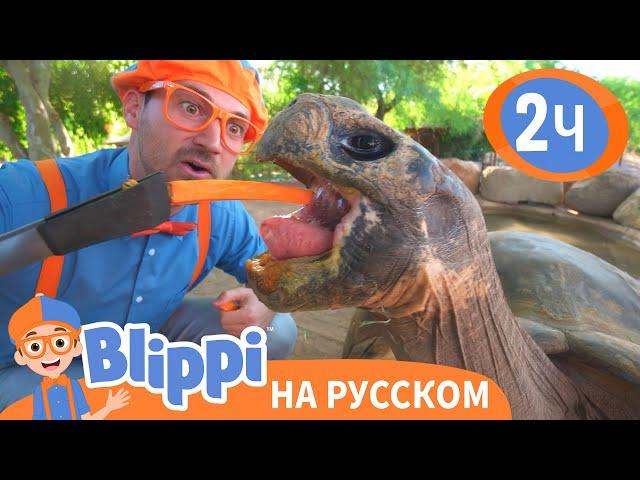 Кормим Черепаху | Изучай этот мир вместе с Блиппи | Blippi Russian