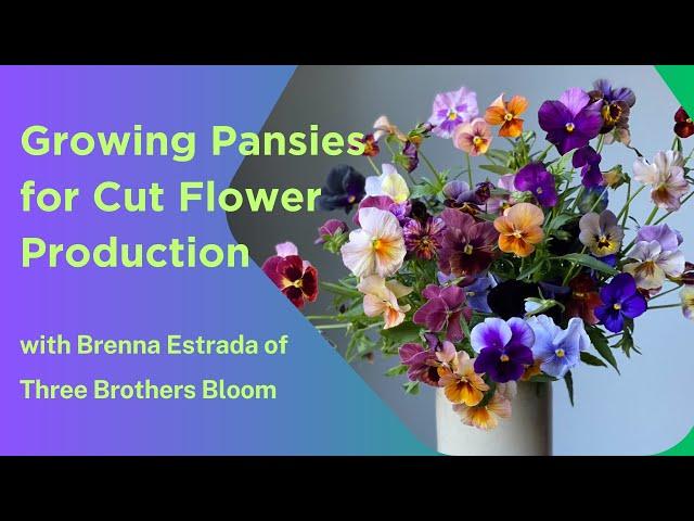 Growing Pansies for Cut Flower Production