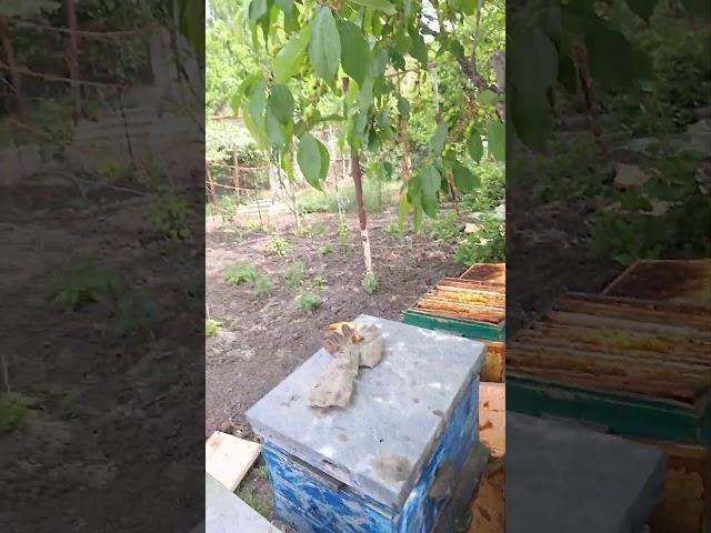 выход роя #пчеловодство #bees #пчелы #beekeeping #краснодар #api #роение
