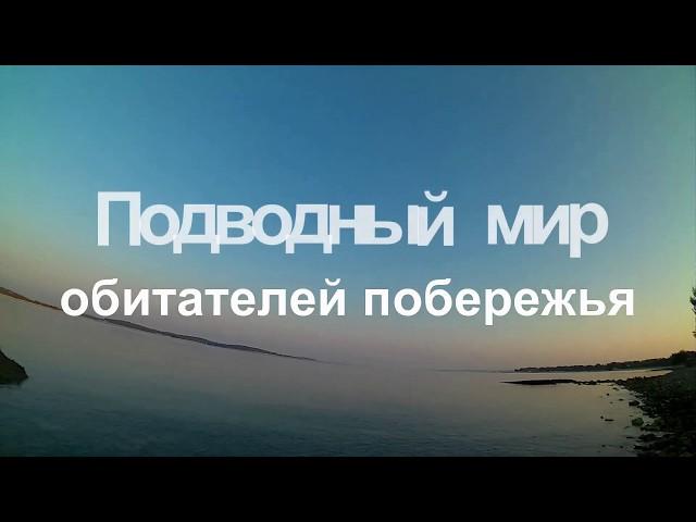 Подводный мир обитателей побережья Адриатического моря. Часть 1.