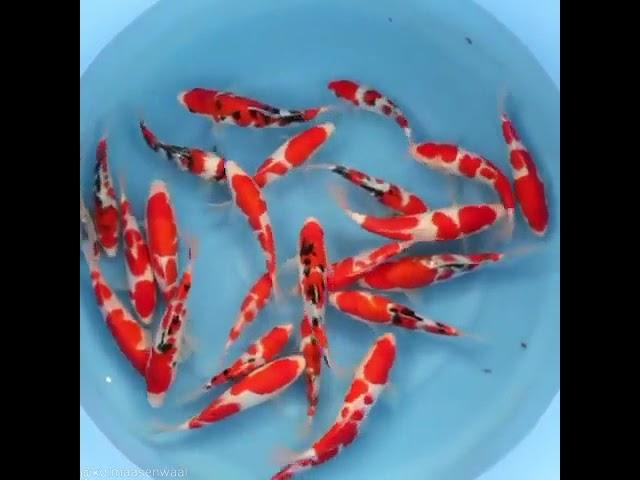 MEMILIH IKAN KOI BABY IMPORT HIGH QUALITY FARM SAKAI SIZE 15CM-WHATSAPP 0895326061666