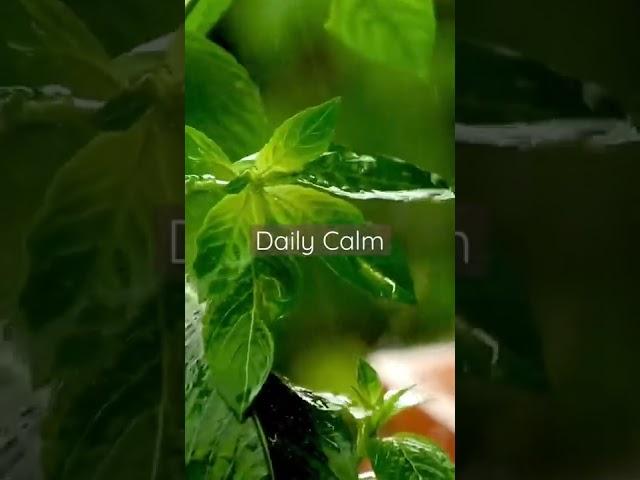 Daily Calm | Raindrops Make Plant Leaves Dance #argamon #am