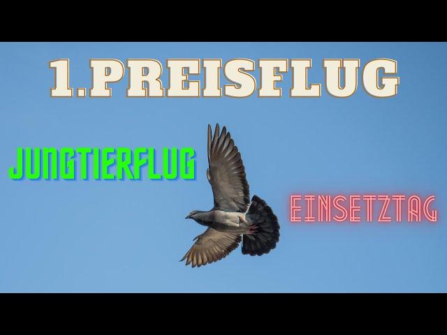 Brieftauben: Einsetztag zum 1. Preisflug der Jungtauben 2020