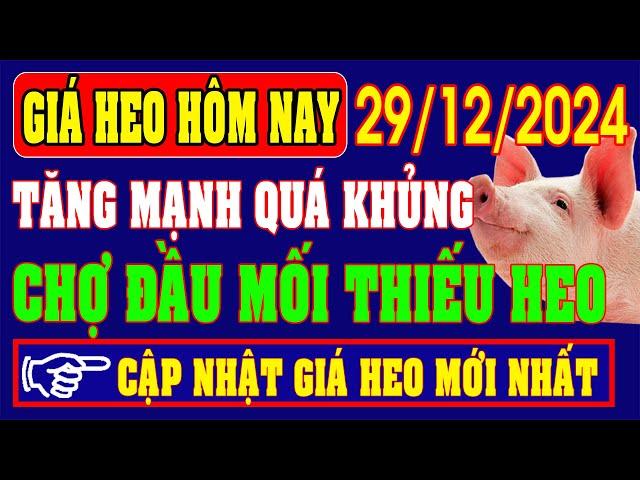 Giá heo hơi ngày 29/12/2024 - TĂNG MẠNH QUÁ KHỦNG, CHỢ BÁO THIẾU HỤT HEO