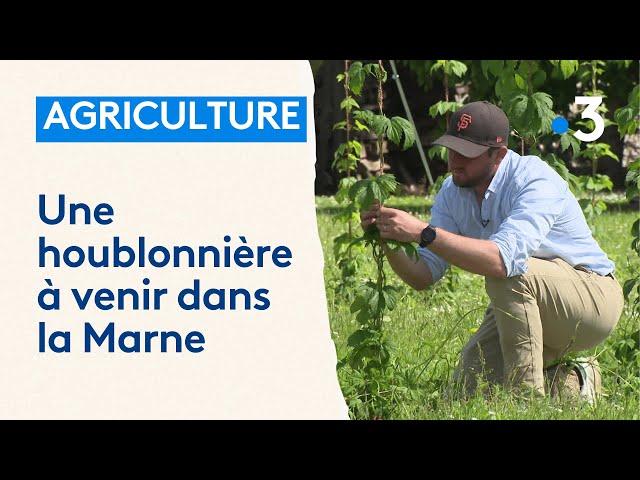 Une houblonnière dans la Marne, une culture rare dans la région très attendue par les brasseurs