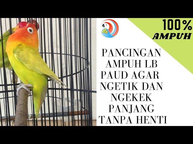 PANCINGAN LB PAUD AGAR NGETIK DAN NGEKEK PANJANG TANPA HENTI