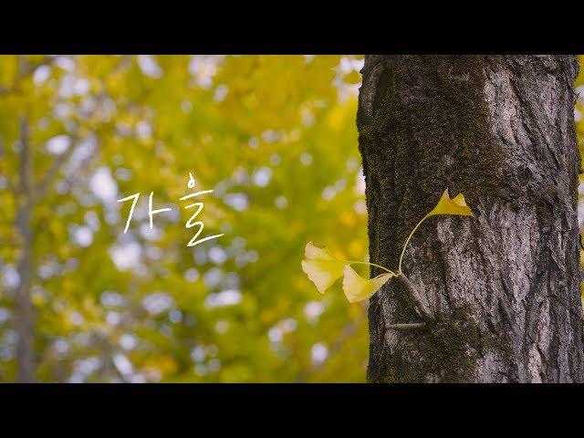 DCU 가을 ㅣ 대구가톨릭대 ㅣ 대구가톨릭대학교