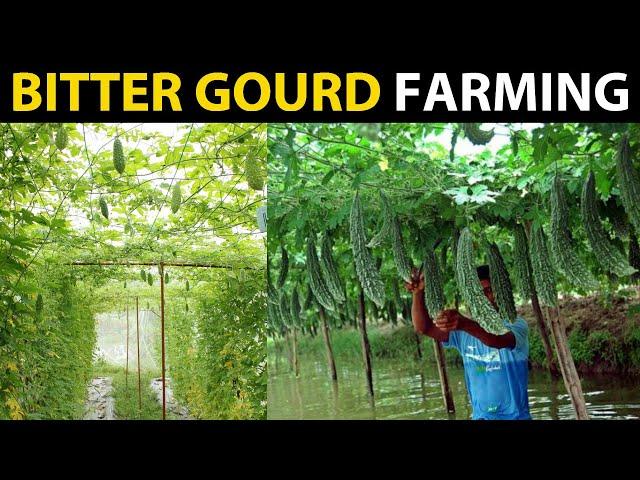 How To Grow Bitter Gourd | PLANTING, GROWING AND HARVESTING | Bitter Melon Farming / Cultivation