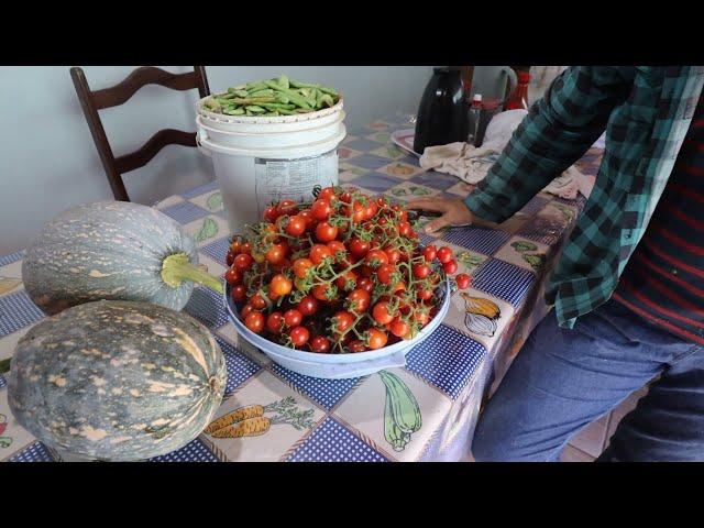 DIA DE COLHEITA NA ROÇA FAVA, TOMATE E ABÓBORA + PREPARANDO MOLHO DE TOMATE CASEIRO