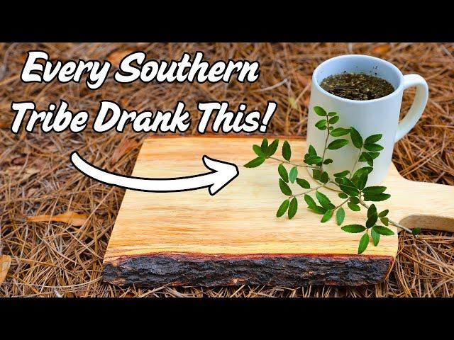 Native Southern Tribes Discovered This Ancient Caffeinated Drink