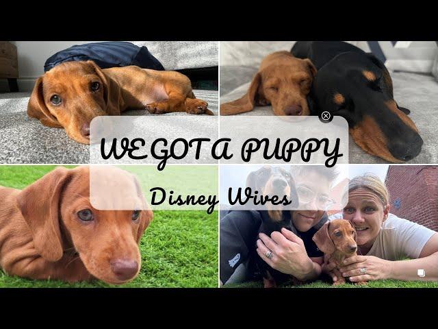 WE GOT A PUPPY! | Miniature Dachshund | Taking our new Puppy Home