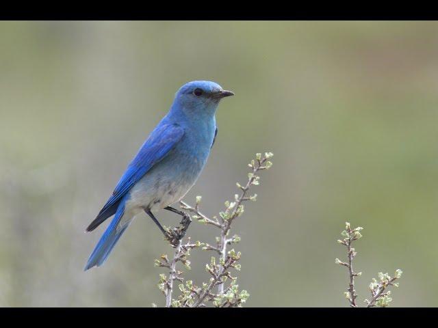 Teaching Kids About Bluebirds