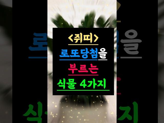 로또 당첨을 부르는 쥐띠의 비밀 식물 4가지 #쥐띠운세 #로또당첨 #식물풍수