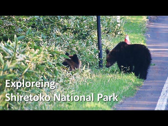 Shiretoko National Park in Shiretoko | Wildlife in Hokkaido, Japan