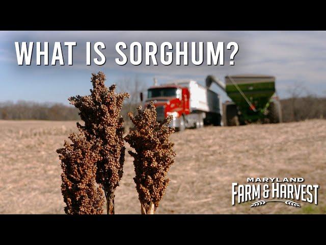 What is Sorghum?  |  MD F&H