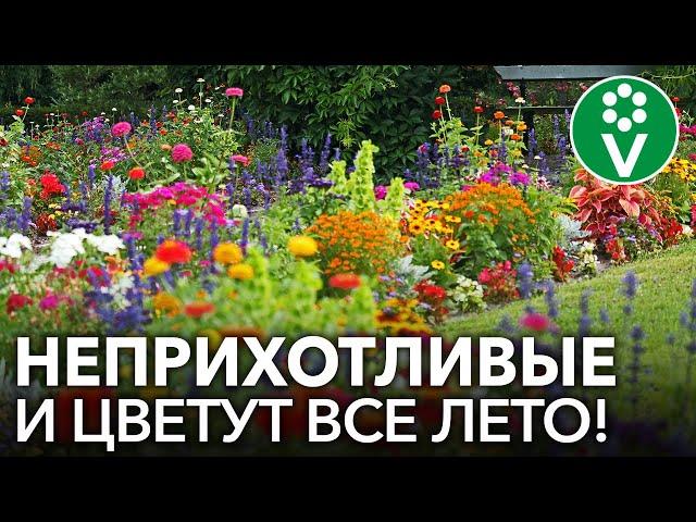 ЛЕНИВАЯ КЛУМБА! Лучшие однолетние цветы, которые непременно стоит посеять!