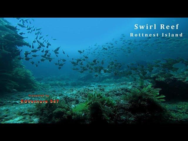 Diving on Swirl Reef Rottnest.