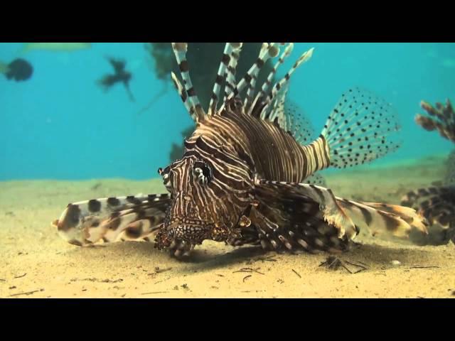 Nuweiba - A Diver's Guide part 1.mov