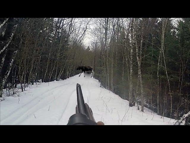 Охота #24 загонная охота на кабана