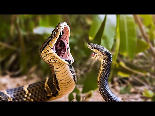 20 Most Venomous Snakes In The Entire World