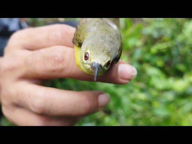 Pikat Burung Di Sore Hari Menggunakan Pulut Super Master Pikat