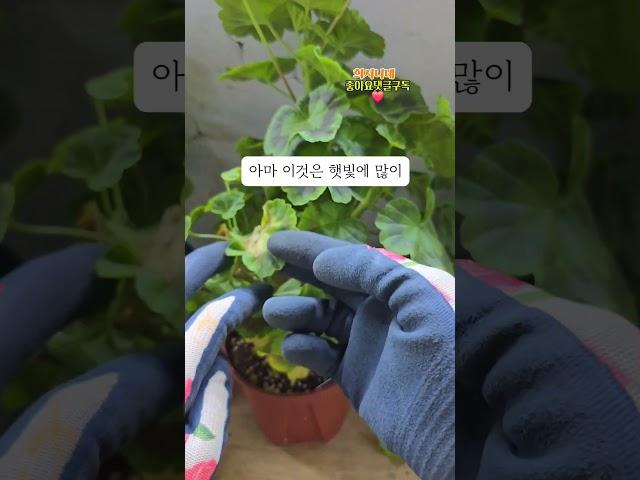 제라늄 여름나기 쉽게 이렇게 해주세요 #식물 #취미 #반려식물 #꽃 #gardening #geranium #식집사 #베란다정원 #가드닝 #여름나기팁#통풍