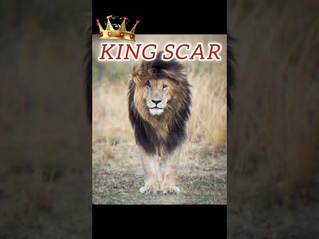 ये है असली राजा KING SCAR part-2  /KING SCAR #shorts #facts #amazingfacts