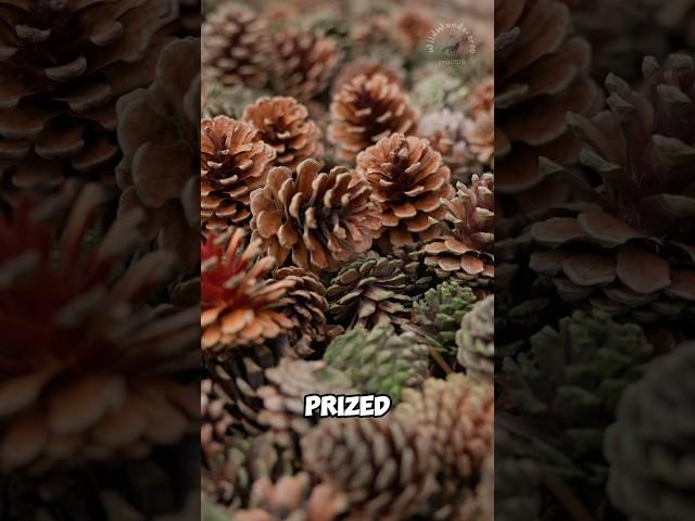 Strange cones made with pine nut