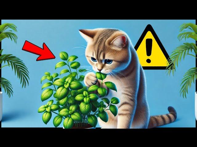 Protect your cat from THESE everyday dangers! 