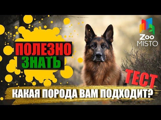 Полезно знать с ZooMISTO | Какая порода вам подходит? Тест