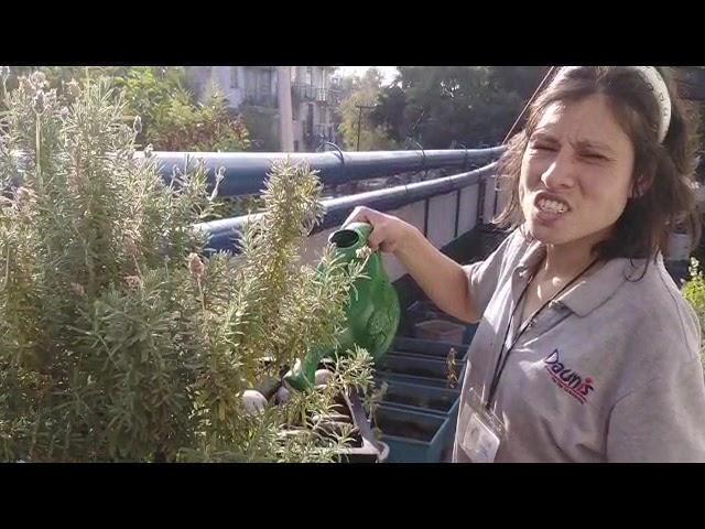 TALLER DE AGRICULTURA URBANA