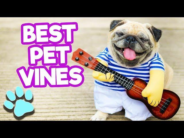 Best Pet Vines of April 2018 #1 | Funny Vine Compilation | #thatpetlife