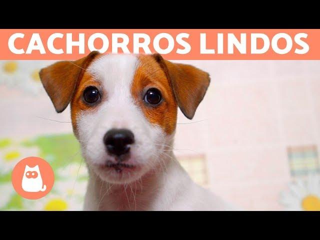 VÍDEOS DE CACHORROS FOFOS EM 4K: por que tão lindos?! 