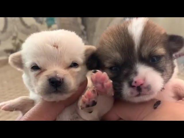 Man Takes in Two Orphaned Puppies Crying from Hunger, Discovers One Never Grows After 100 Days。