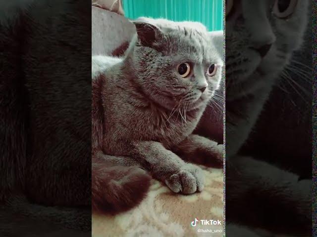 Муся скажи мяу | МЯУ СКАЗАЛА БЫСТРО! ТикТок