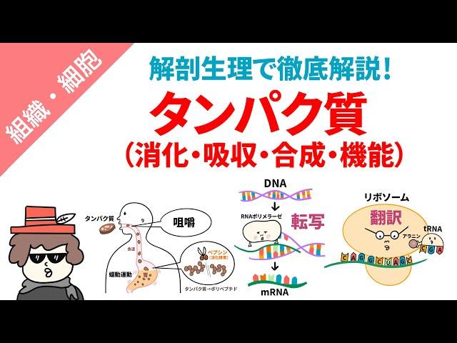 タンパク質（消化・吸収・合成・機能）をまとめてイラスト解説