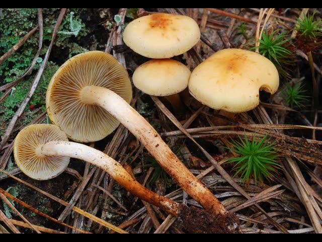 Hypholoma capnoides