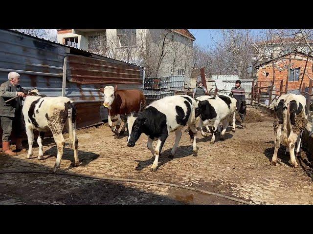 RELEASING HOLSTEIN COWS