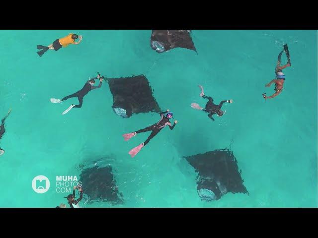 Feeding Franzy:  Manta Rays at Hanifaru Bay , Baa Atoll, Maldives