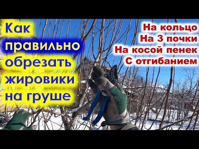 КАК правильно ОБРЕЗАТЬ ЖИРОВИКИ на груше. Методы обрезки волчков.