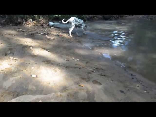 Dogs vs ESK Breed Dalmatians ESK TV