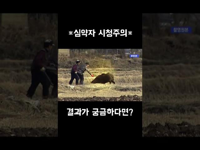 곰은 사람을 찢고 멧돼지는 사람을 뚫어..구독하면 더 자세한 뒷 이야기...🩸 #shorts 당시촬영기자인터뷰도 있음